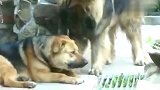 高加索：兄弟，咋地啦服不服，中华田园犬：大哥我服，不敢动