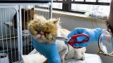都带橘！为何加菲骨瘦如柴？橘猫却宛若肥猪？ 关爱流浪猫  猫