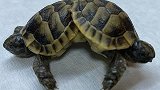 土耳其棉花堡发现罕见连体乌龟 长六条腿共用下半身