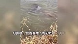 江豚向路人吐口水撒娇讨食，拍摄者：跑船时经常看到，会保持距离