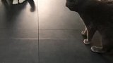 花猫：这蓝猫看起来很凶呀，惹不起我先溜了！