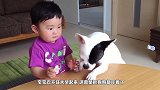 狗狗从小主人手里偷薯片，小宝宝反应让人笑喷了，镜头记下全过程