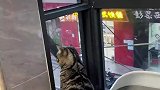 男子发现自家猫咪经常在窗台痴望，于是顺着猫咪的眼光看过去