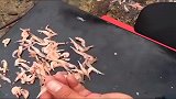 二手车贩子你这是家里有矿吧，竟然舍得用正宗的南极虾钓鱼