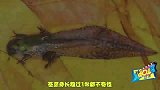 巨型蝌蚪长达25厘米，长成青蛙后却只有几厘米！