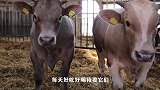 “假牛肉”是怎么生产的？看完整个生产过程，网友：我想口吐芬芳
