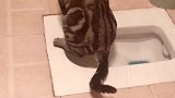 猫咪这样拉不出来，换个面试试！