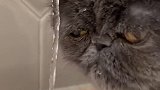 这样喝水的猫咪还是第一次见 喵星人 澳洲link