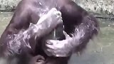猩猩看到饲养员洗头，从此迷恋上给自己洗头，看这熟练的动作