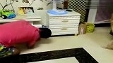金毛智商碾压主人, 你敢信