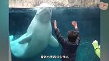 这只白鲸太调皮了，看到有小孩子靠近，直接一口水喷他身上
