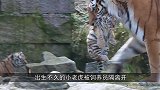 老虎初次见笼子里的妈妈，老虎一下就认出孩子了，画面让人感动