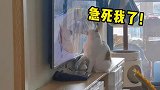 猫咪看全明星赛，急得想冲进电视里亲自上手！