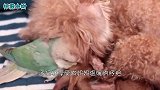 鹦鹉从小就照顾泰迪，泰迪长大后，鹦鹉竟然这样对待他！