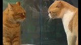 我家橘猫和邻居家的猫咪吵架输了，看着让人心疼