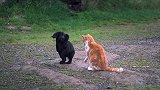 有爱，橘猫和狗狗玩耍起来，猫咪也将自己的利爪收了起来