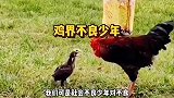 初生牛犊不怕虎啊，小鸡仔敢打铁公鸡啊