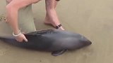 虎鲸, 搁浅的小虎鲸, 放回大海看看还会不会动