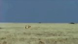 动物世界：豹子和羚羊的追逐赛，看我凌空飞起锁喉！