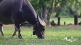 学习了中国技艺的泰国瓷器也有“鲤鱼跃龙门”