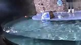 旅游-南昌海洋馆海豚表演