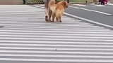 狗子你早点动手不就完事了吗？