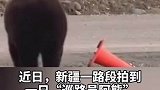 最敬业巡路员，黑熊扶起路障后潇洒离去