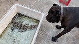 猛犬卡斯罗和凶猛的鳄鱼，见面就吼叫