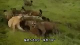 这狮子死的真憋屈！掏野牛的肛，反被野牛用屁股夹住头窒息而死！