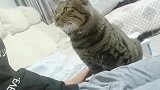 猫：先给首付，按摩完再给剩下的小鱼干！