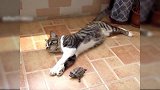 小乌龟在和猫咪在玩耍，小乌龟跟着猫咪转，小乌龟是喜欢猫咪吗