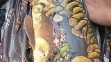 男子钓到一条纹身鲤鱼，鳞片奇特，这是怎么了