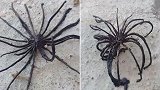 泰国：渔民捕到怪异海洋生物，有十几条腿酷似蜘蛛