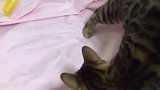 猫：我在床上撒尿主人应该没意见吧！