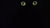 养黑猫的烦恼，不知道什么时候它就“隐身”了