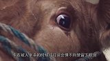 小牛犊被主人卖掉，牛妈妈一路狂追汽车，眼神让人绝望