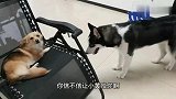 哈士奇最近躁动不安，一言不合就欺负其他狗狗，狗狗委屈的快哭了