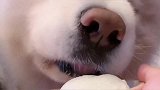雪橇三傻喝酸奶比赛，看看谁最优雅，它们的表现都很乖！