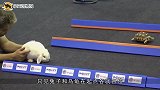 真实版龟兔赛跑，乌龟实力碾压兔子，事实证明兔子当年输的真不冤