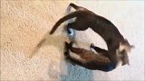 狸花猫：前一秒还在互相亲吻，被发现偷拍后就装作打了起来！