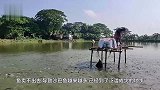越南沙巴鱼泛滥成灾，求助美国却被拒，中国吃货笑而不语！