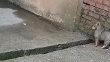 小奶狗集体“越狱”，就它落单！狗子：兄弟，咋进去的