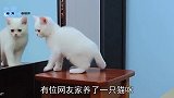 猫咪第一次照镜子，下秒猫咪的反应太真实，镜头记录搞笑画面！