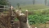 自从养了猫天天被它霍霍，一条咸鱼就这样没了，欲哭无泪啊！