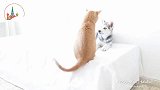 猫咪看着小二哈不让它下地,二哈的反应太搞笑了