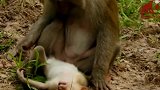 小猴子意外死去，猴妈妈抱着尸体不肯松手，试图离等它醒来看哭了