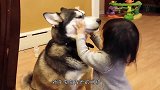 小奶狗第一次见到家里的小宝宝，这场面，我快笑岔气了
