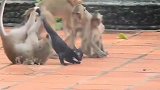 丧心病狂的猴子控制了黑猫，不停地拉拽黑猫，黑猫下场太惨了
