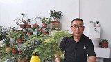 家中养文竹，注意3个养护要点，避免出现黄叶