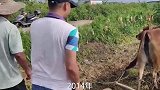 出土九齿钉耙，墓主人莫非是猪八戒